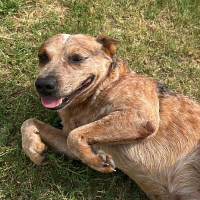A young medium-sized male Merle (Red) Cattle Dog dog named Popeye for adoption in Moyock, NC