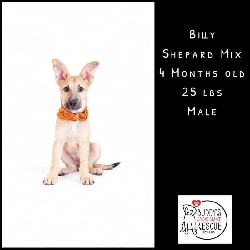 A baby medium-sized male Shepherd dog named Billy for adoption in Amherst, NY