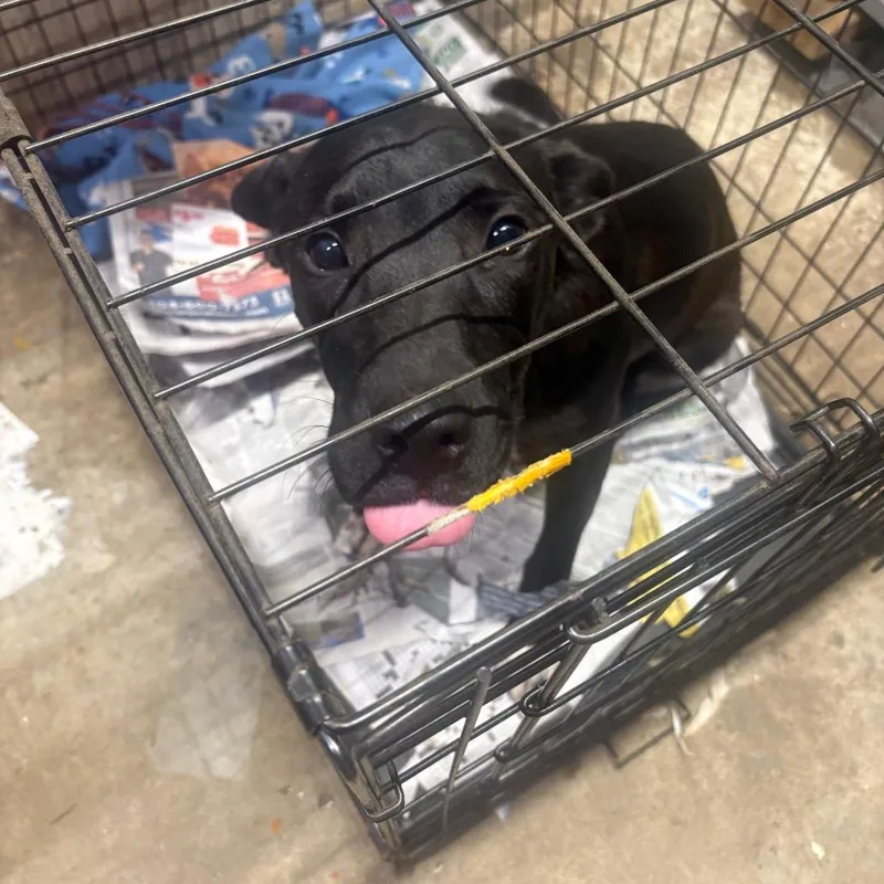 A young medium-sized male Black Mixed Breed dog named Rikishi for adoption in Huntington, WV