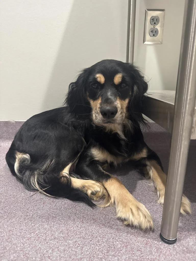 A young medium-sized female Spaniel dog named Zoey for adoption in Benton, AR