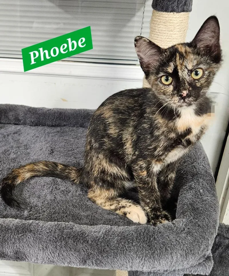 A baby medium-sized female Domestic Short Hair cat named Phoebe for adoption in Manchester, TN