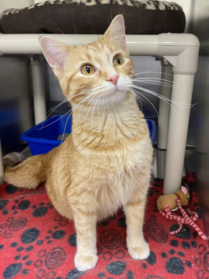 An adult medium-sized female Orange / Red Domestic Short Hair cat named Raspberry for adoption in Fargo, ND