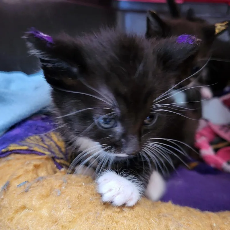 A baby small-sized female Black Domestic Short Hair cat named Fender for adoption in Kanab, UT
