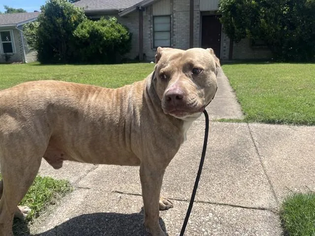 An adult large-sized male Pit Bull Terrier dog named Blue for adoption in Garland, TX
