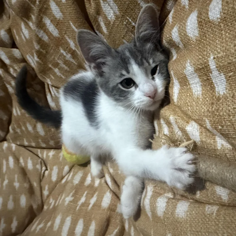 Kiki