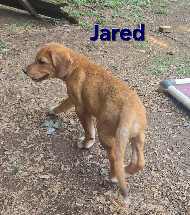 A baby medium-sized male Brown / Chocolate Australian Shepherd dog named Jared for adoption in Newfoundland, NJ