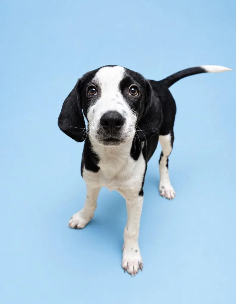 A baby medium-sized female Border Collie dog named Lucy AKA Dollie for adoption in Rock Springs, WY