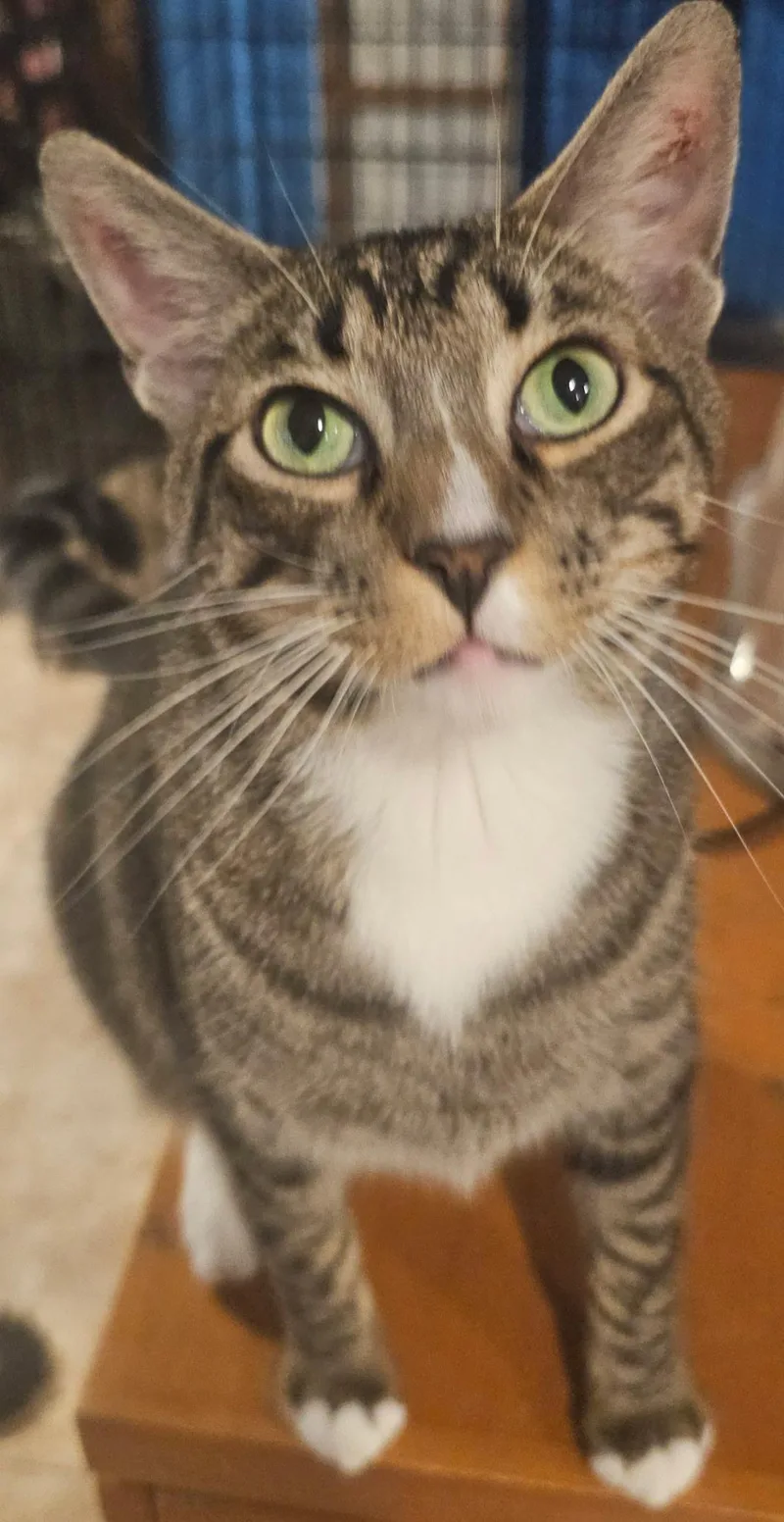 A young medium-sized male Tabby (Gray / Blue / Silver) Domestic Short Hair cat named Bubba for adoption in Youngtown, AZ