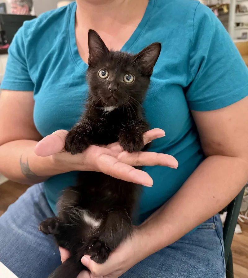 A young medium-sized male Domestic Short Hair cat named Bo for adoption in Camden, SC