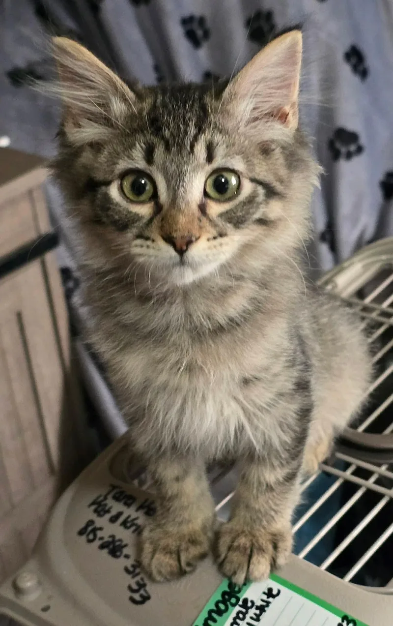 A baby medium-sized female Domestic Short Hair cat named Bandit for adoption in hinckley, IL