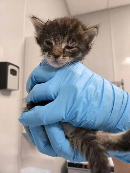 A young small-sized male Domestic Medium Hair cat named B Chip for adoption in North Charleston, SC