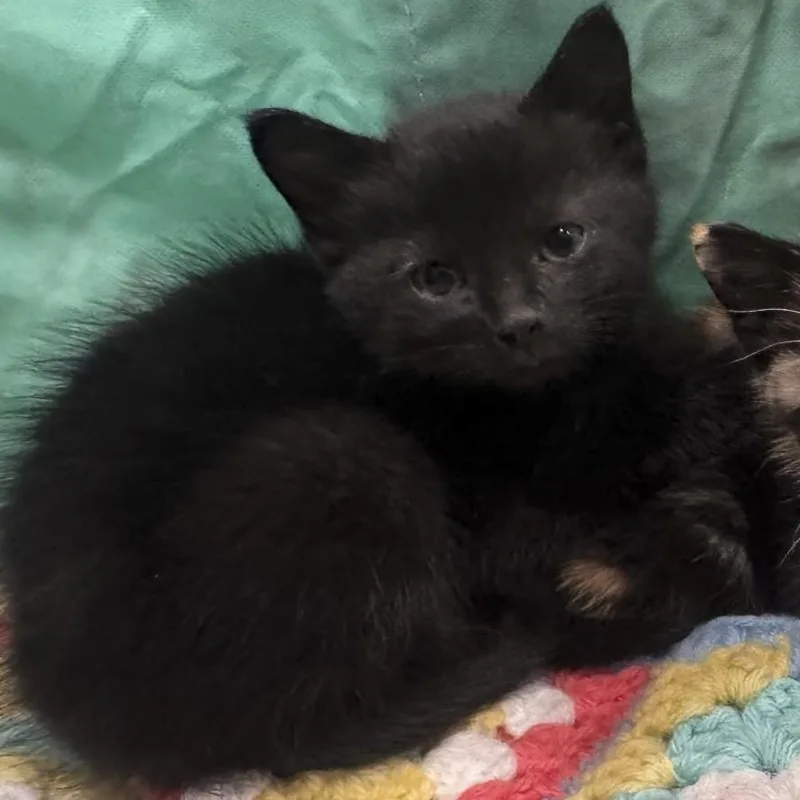 A baby medium-sized female Domestic Short Hair cat named Charlene for adoption in Dickinson, ND