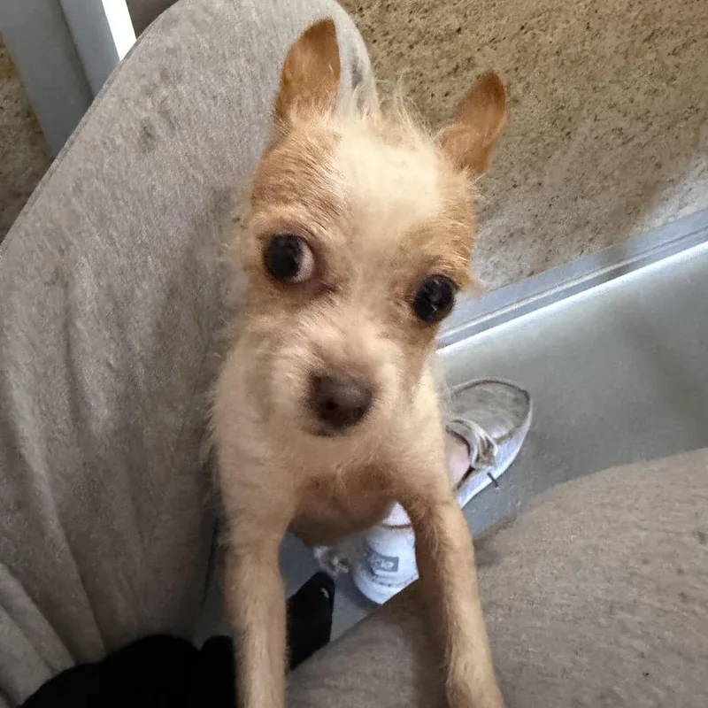 An adult small-sized female White / Cream Jack Russell Terrier dog named Secret for adoption in Pennsville, NJ
