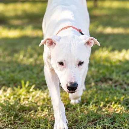 An adult large-sized male White / Cream Pit Bull Terrier dog named Mason for adoption in Pottsboro, TX