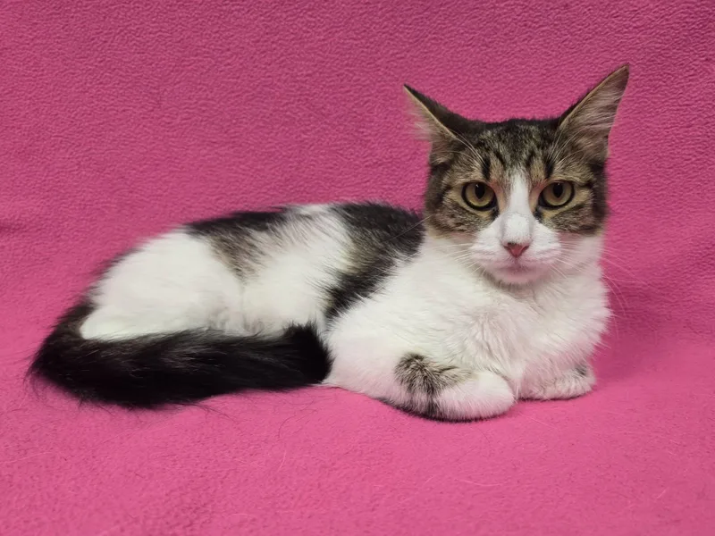 An adult medium-sized female Domestic Short Hair cat named Rousey for adoption in Frankfort, IN