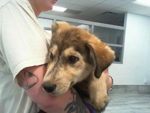 A baby small-sized male Siberian Husky dog named Shadow for adoption in Charlotte, NC
