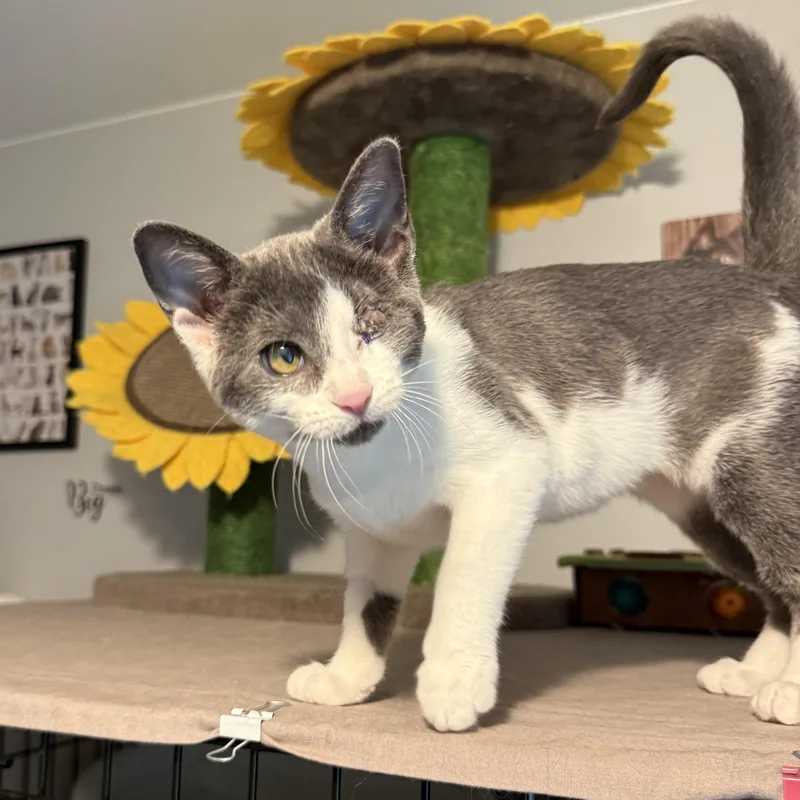 A baby medium-sized female Domestic Short Hair cat named Liliana  SO Affectionate for adoption in South Lyon, MI