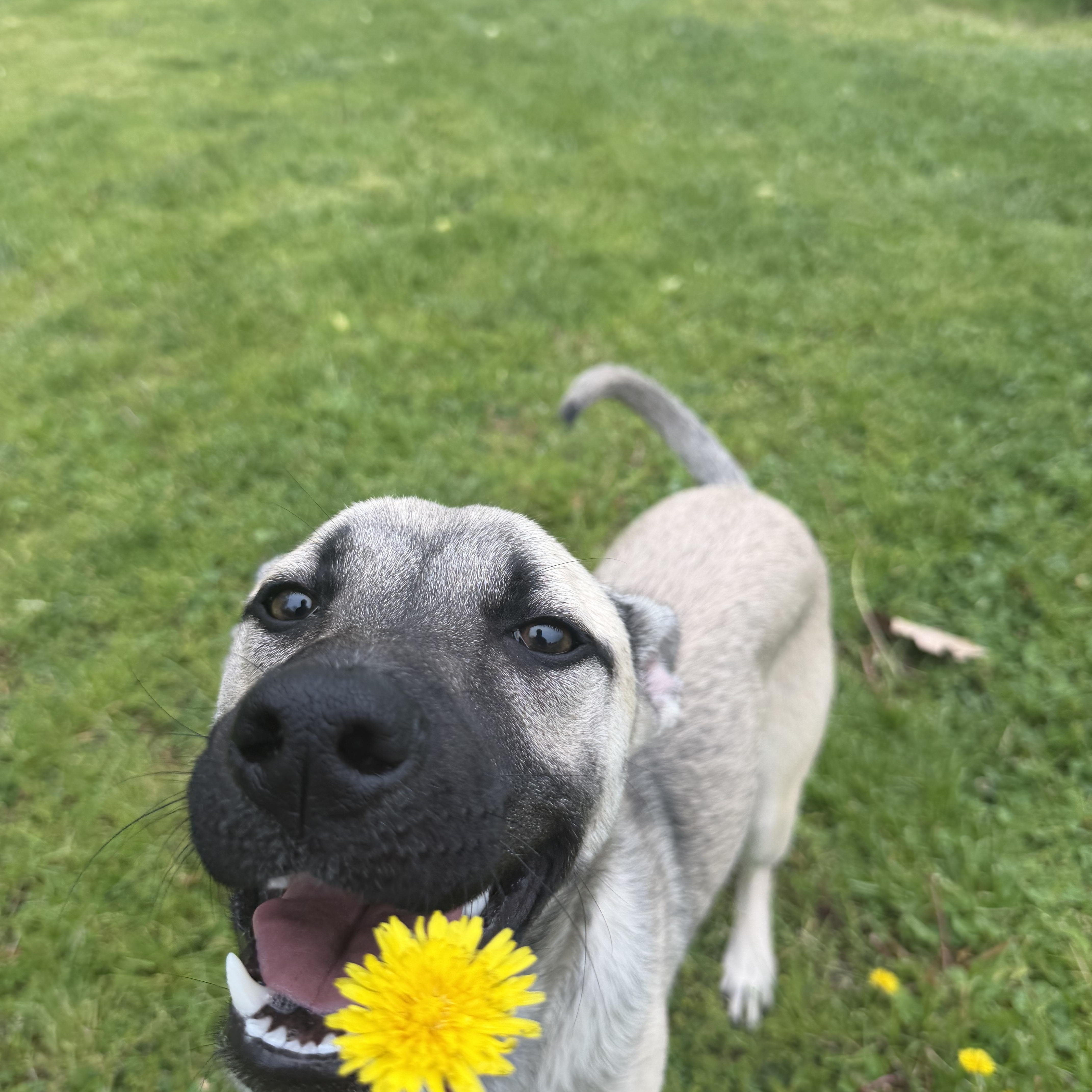 A baby medium-sized female German Shepherd Dog dog named Pepper for adoption in New Britain, CT