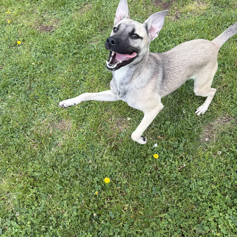 Pepper thumbnail 4