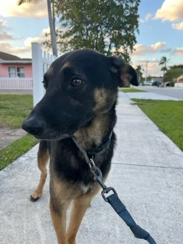 A young medium-sized male Mixed Breed dog named Dylan for adoption in West Palm Beach, FL