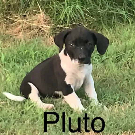 Pluto
