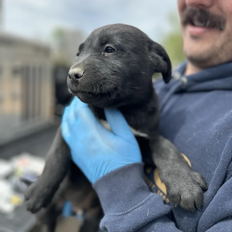 Carpenter thumbnail 4