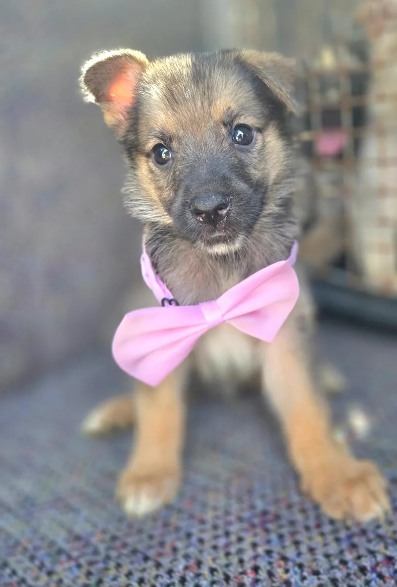 Pippa