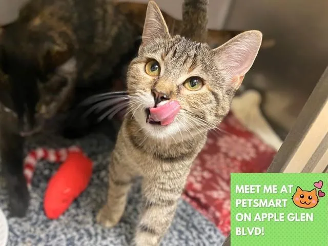 A baby small-sized female Domestic Short Hair cat named Clover for adoption in Fort Wayne, IN