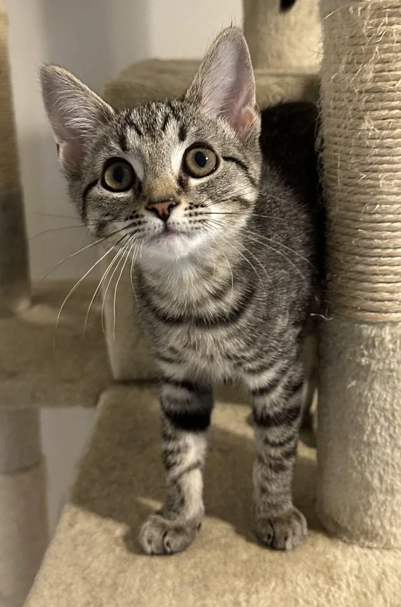 A baby medium-sized female Tabby (Brown / Chocolate) Domestic Short Hair cat named Journey for adoption in Washington Grove, MD