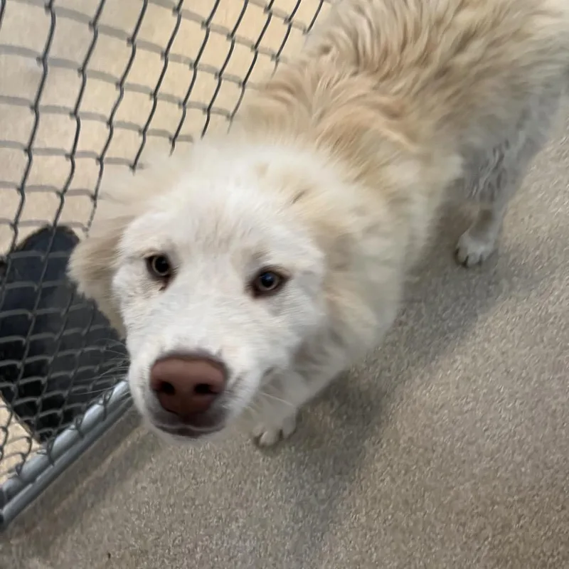 A young medium-sized male White / Cream Husky dog named Squidward for adoption in Bristol, IN