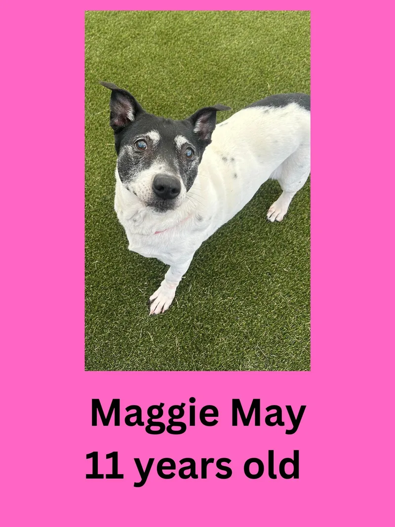Maggie May