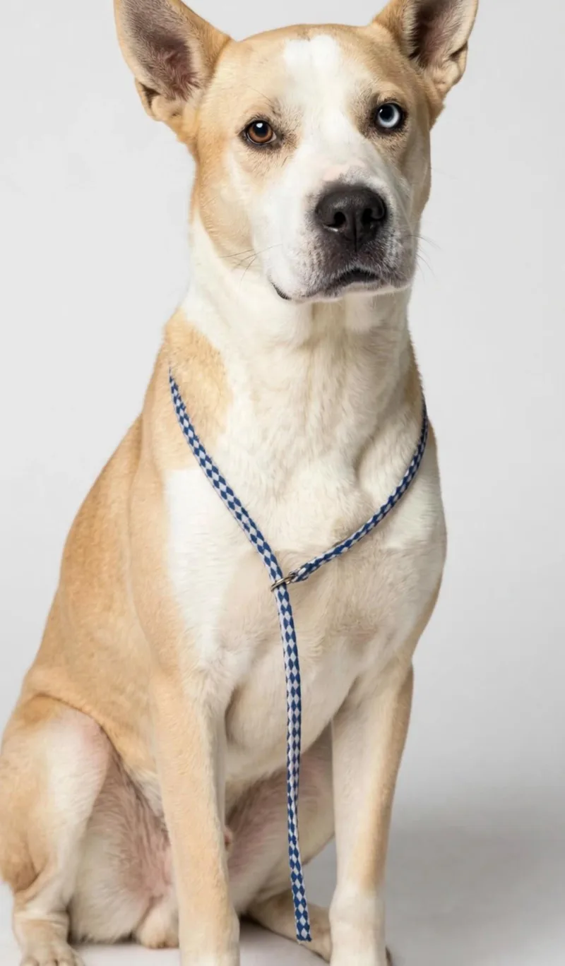 A young medium-sized female Carolina Dog dog named Bunny for adoption in houston, TX