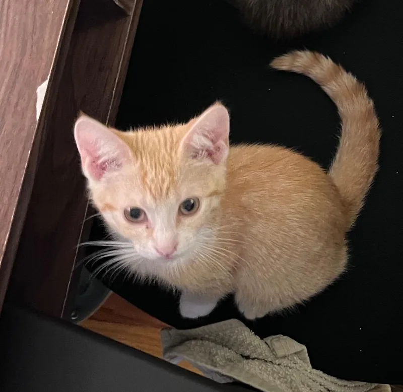 A baby medium-sized female Domestic Short Hair cat named Coral for adoption in Windsor, CT