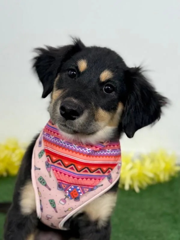 A baby medium-sized female Black Hovawart dog named Gia for adoption in Carlsbad, CA