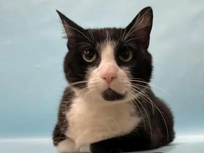 An adult small-sized male Domestic Short Hair cat named Pumba for adoption in Coon Rapids, MN