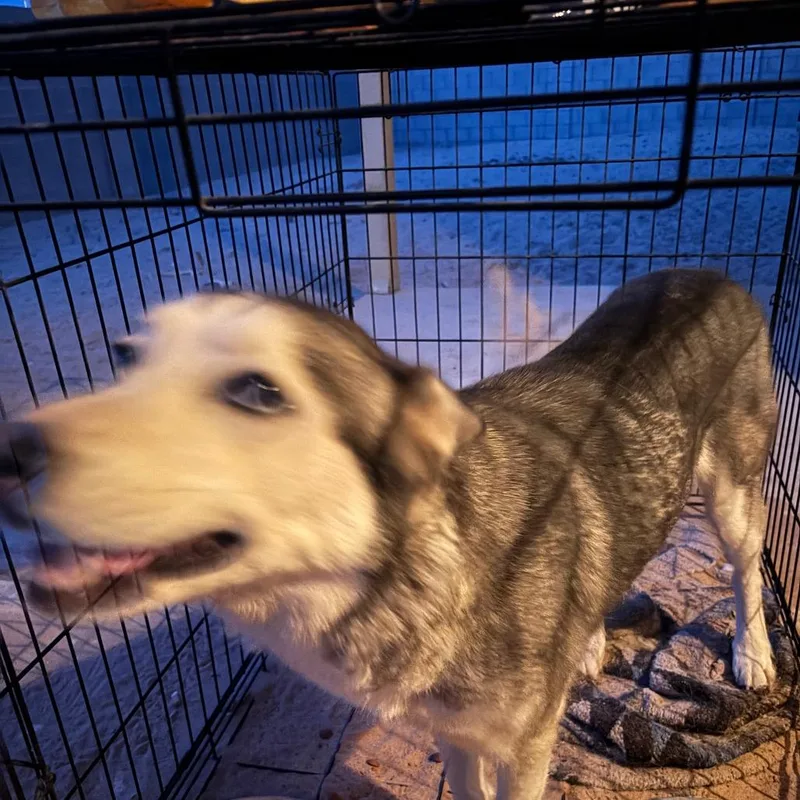 An adult medium-sized female Gray / Blue / Silver Siberian Husky dog named Chloe for adoption in Yuma, AZ