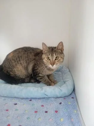 An adult medium-sized female Domestic Short Hair cat named Dinah for adoption in Fishers, IN