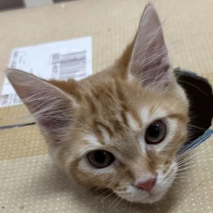 A baby small-sized female Domestic Medium Hair cat named Jupiter $ for adoption in Seneca, SC