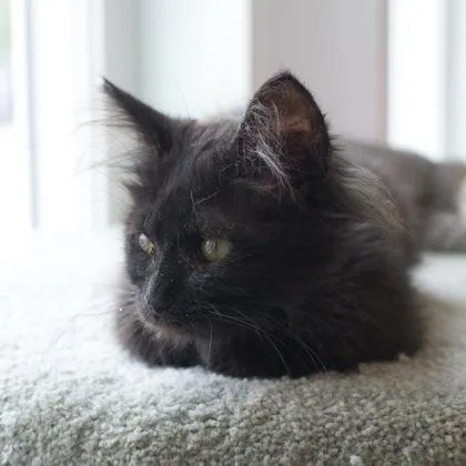 Pumpernickel