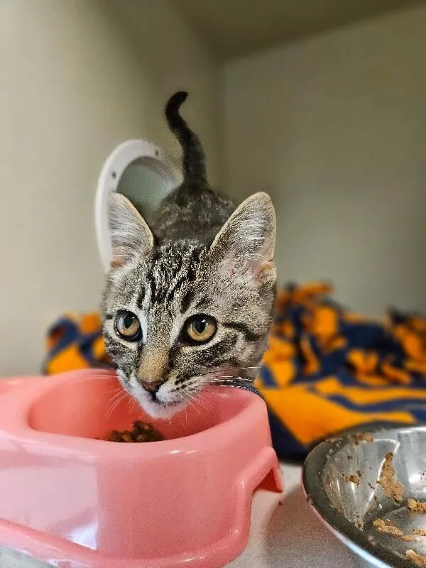A young medium-sized female Brown / Chocolate Domestic Short Hair cat named Espionage for adoption in Fort Collins, CO