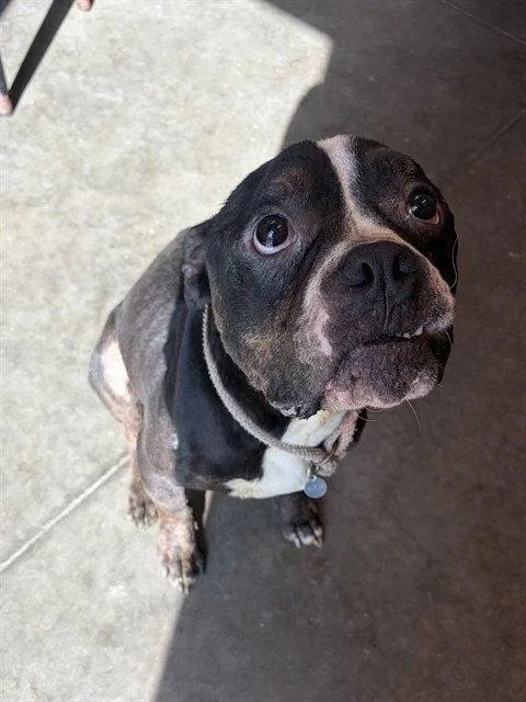 An adult medium-sized male American Bulldog dog named Slater for adoption in Tavares, FL