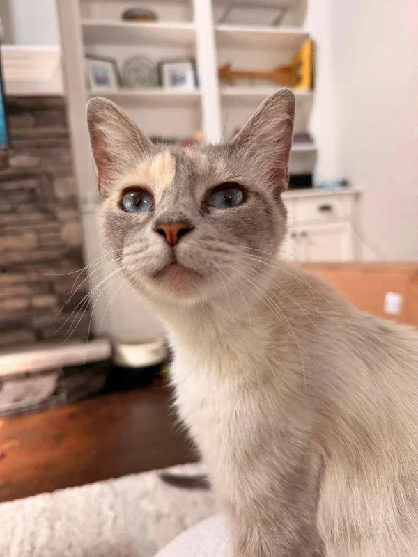 A young medium-sized female Siamese cat named Miss Withney for adoption in Knoxville, TN