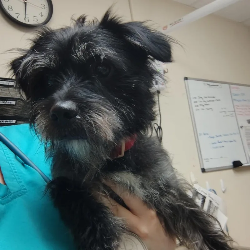 An adult small-sized male Black Yorkshire Terrier dog named Paulie for adoption in Lakeland, FL