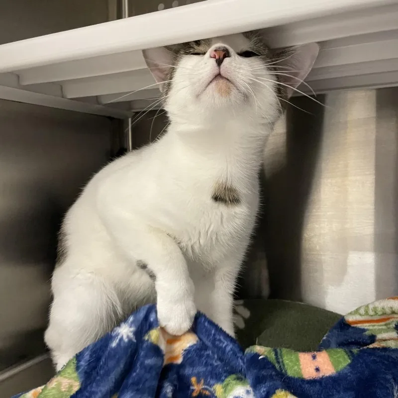 A young small-sized male Brown / Chocolate Domestic Short Hair cat named Lindo for adoption in Warwick, RI