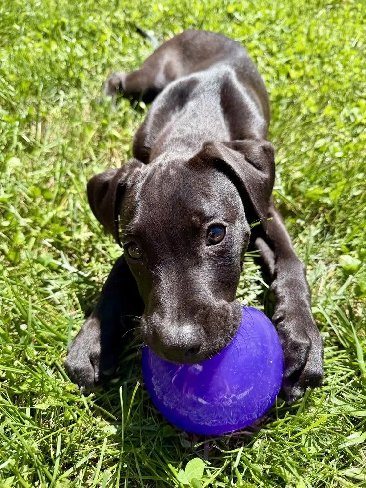 A baby large-sized female Tricolor (Brown, Black, & White) Pit Bull Terrier dog named Skye for adoption in Greenlawn, NY