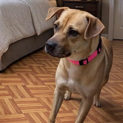 An adult medium-sized female Yellow / Tan / Blond / Fawn Mixed Breed dog named Goldie for adoption in San Antonio, TX