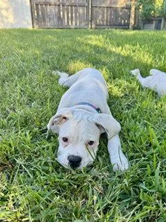 A baby large-sized male Boxer dog named Garth for adoption in Katy, TX