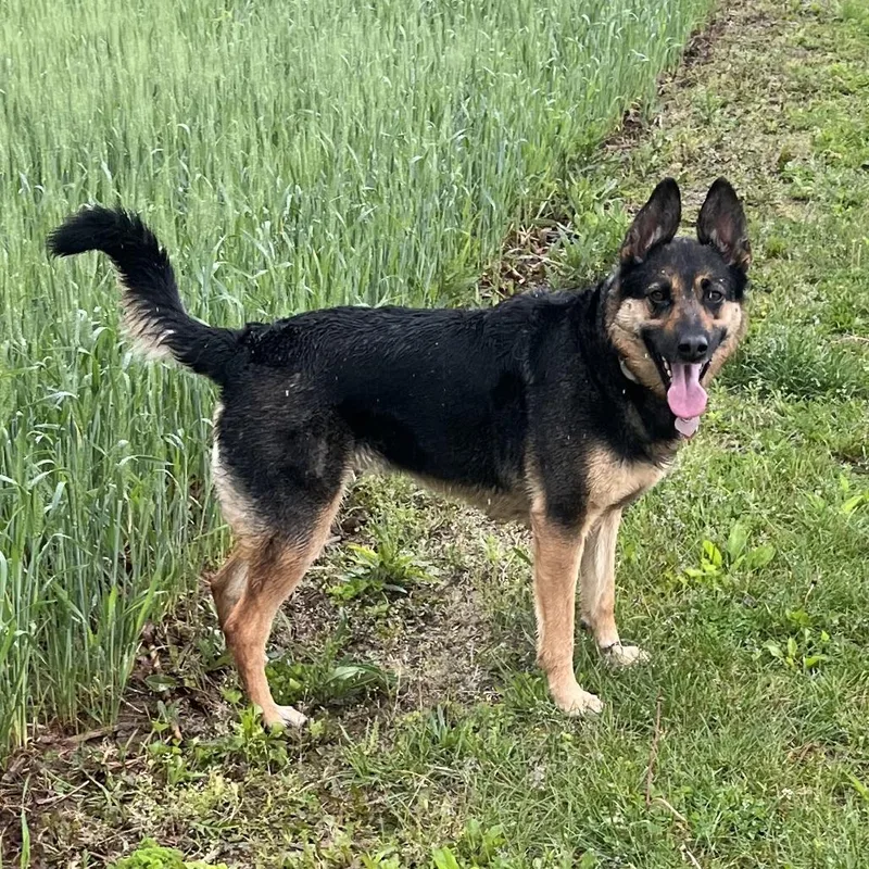 An adult large-sized female Black German Shepherd Dog dog named Luna for adoption in New Ringgold, PA