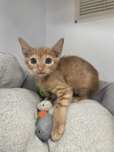 Oliver