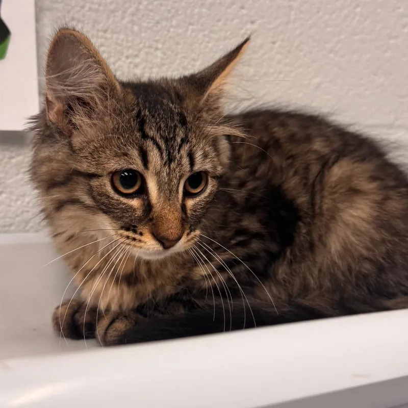 A baby small-sized male Brown / Chocolate Domestic Medium Hair cat named Yin for adoption in Birdsboro, PA